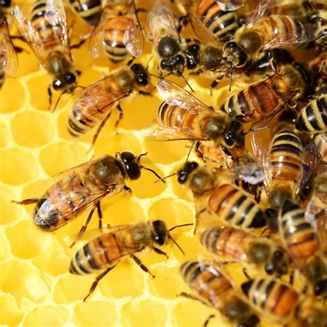 honey bee vegan dating
